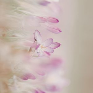 Csakra Aktiválás – Meditáció